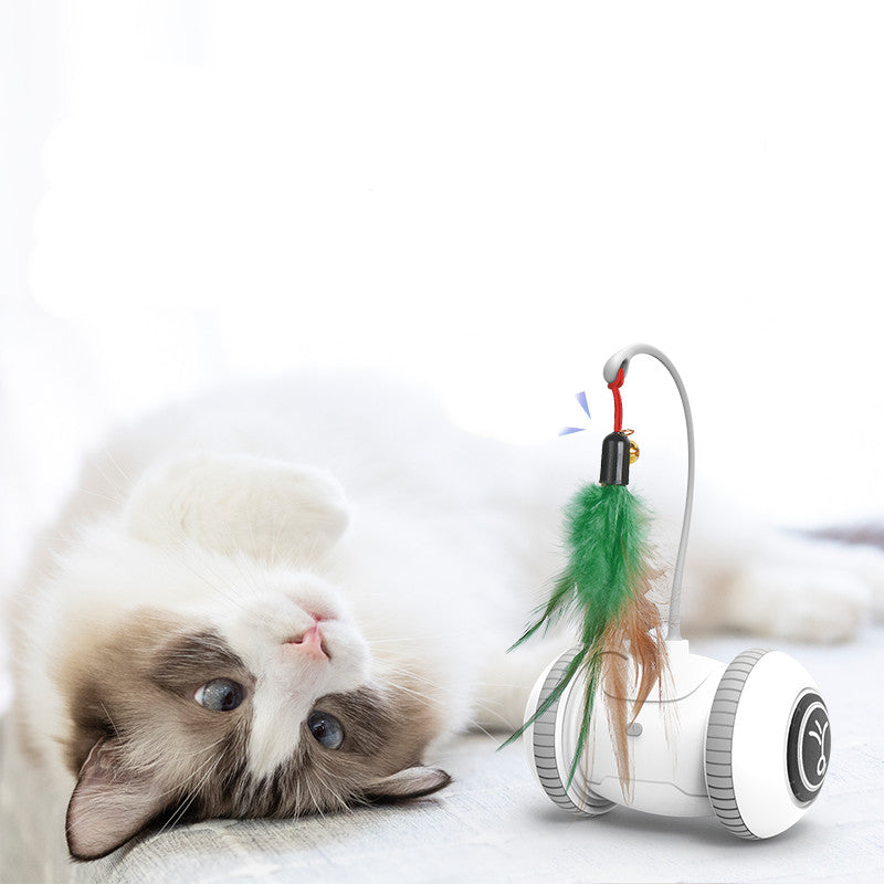 Interchangeable Heads  Pet Feather Toys